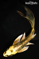 5" ARAGOKE KIN KIKOKURYU BUTTERFLY