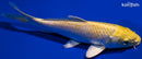 6" YAMABUKI OGON