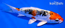 5.5" HEISEI NISHIKI