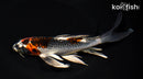 7.5" KUJAKU BUTTERFLY