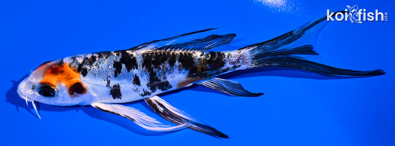 5.75" HEISEI NISHIKI BUTTERFLY