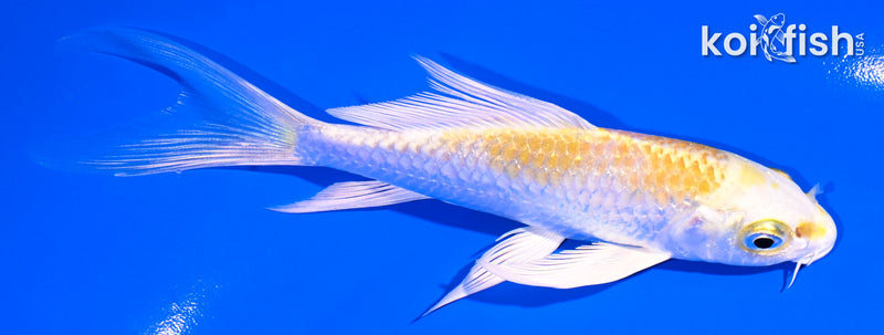 5" GINRIN LEMON HARIWAKE BUTTERFLY