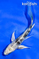 5" GIN SHRIO BEKKO BUTTERFLY