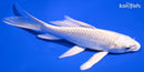 5.5" PLATINUM OGON BUTTERFLY