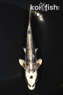 6.25" GINRIN KIKOKURYU