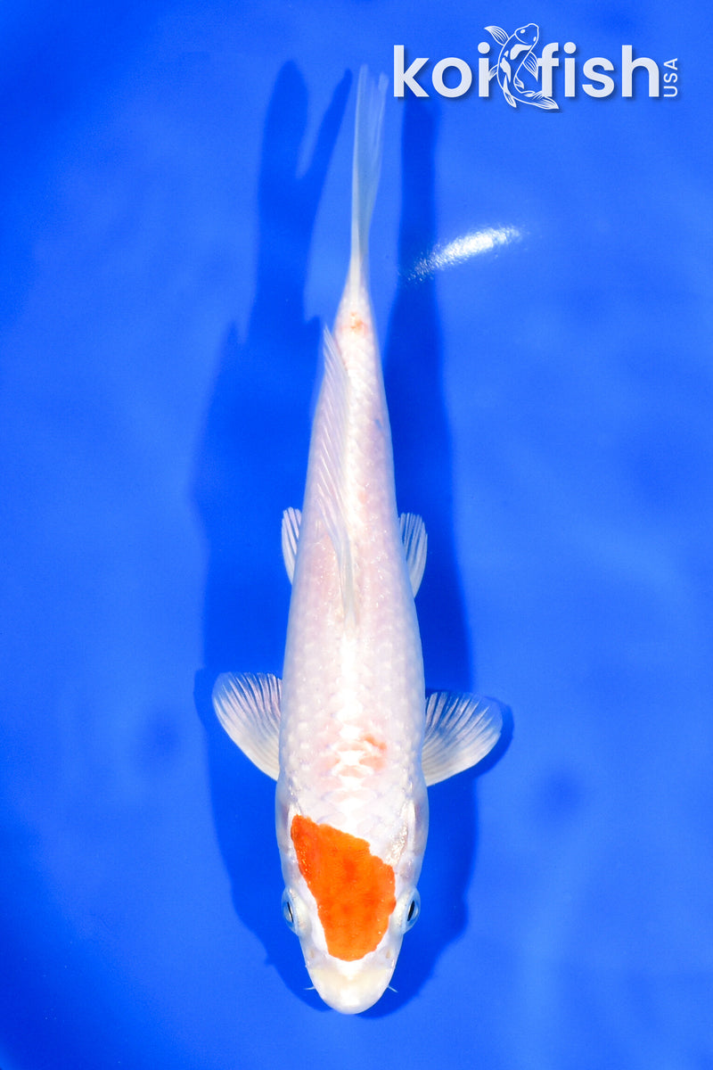 7.75" HARIWAKE