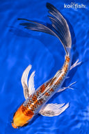 9.75" KUJAKU BUTTERFLY