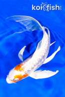 7.75" KIKUSUI BUTTERFLY