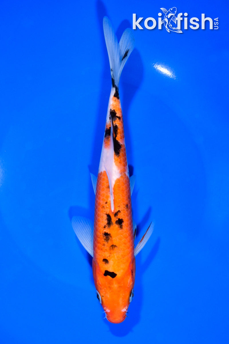 7.75" SANKE