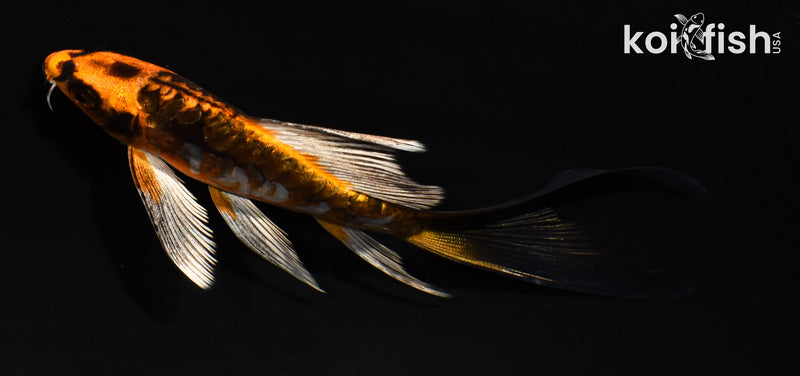 5.5" ARAGOKE BENI KIKOKURYU BUTTERFLY