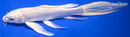 9.75" PLATINUM OGON BUTTERFLY