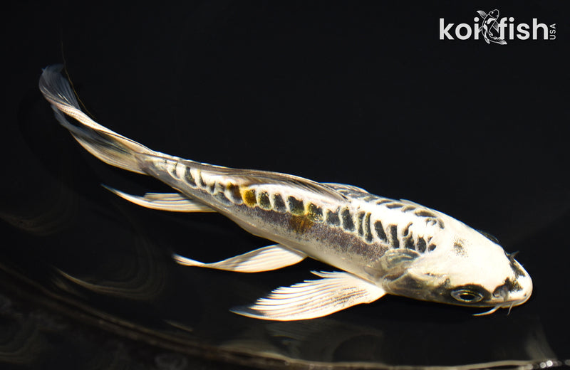 7.25" KIN KIKOKURYU BUTTERFLY