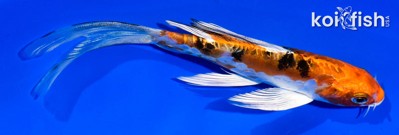 6" HEISEI NISHIKI BUTTERFLY