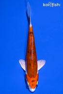 5.5" HEISEI NISHIKI