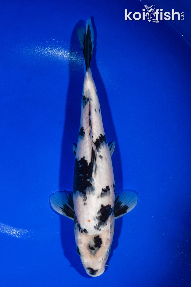 12.25" SHIRO UTSURI