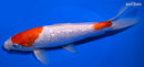 9.25" GINRIN KOHAKU