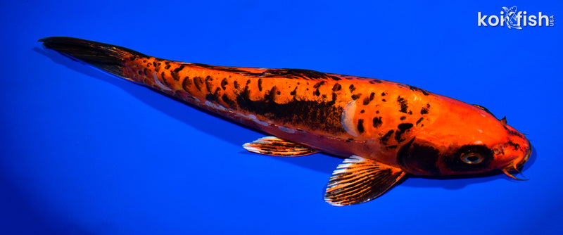 11.75" ARAGOKE BENI KIKOKURYU