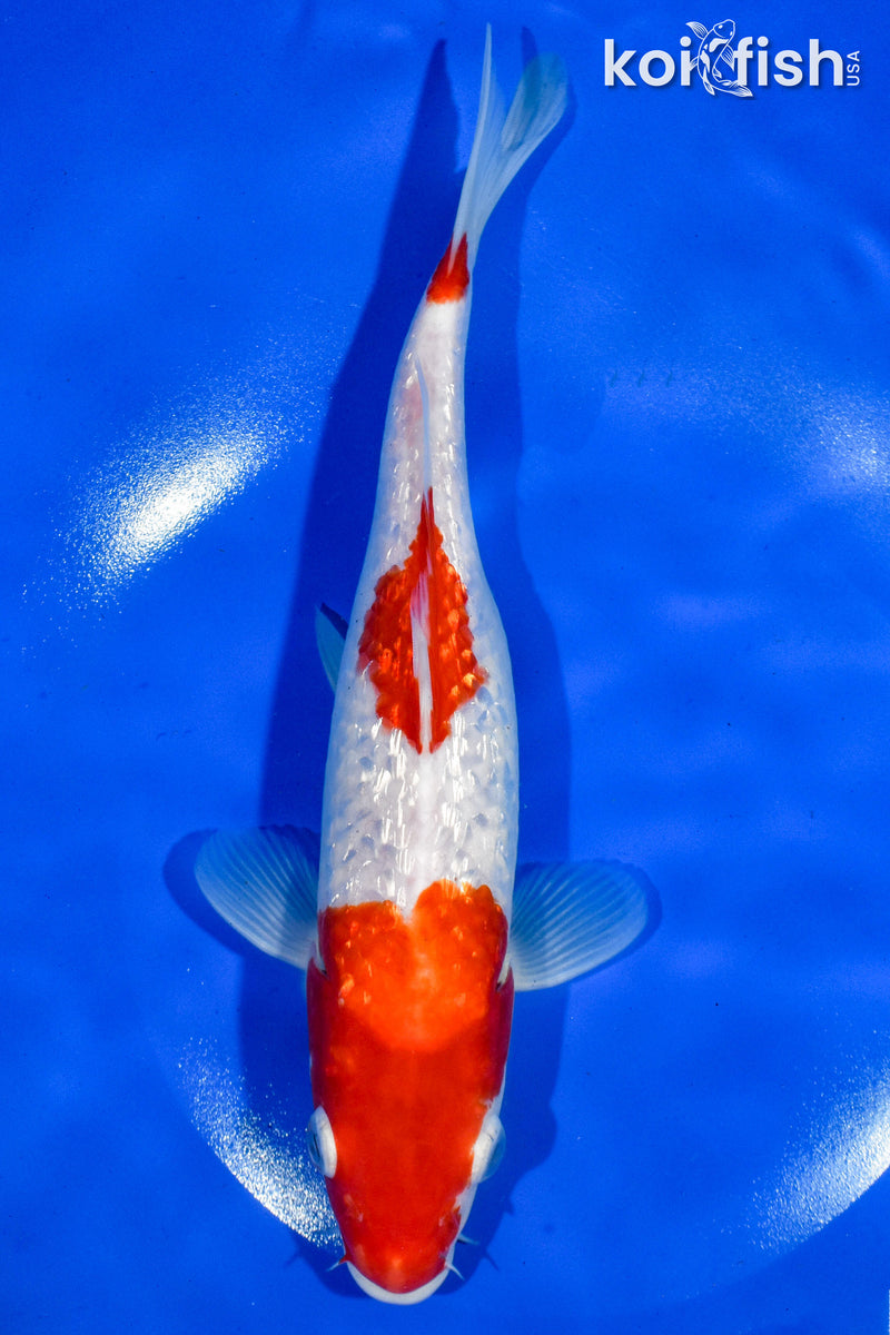 9.5" GINRIN SANDAN KOHAKU