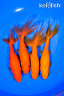 PACK OF (4) 5-5.5" WAKIN GOLDFISH