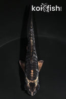 4.5" KIKOKURYU