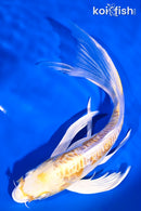 7.75" ARAGOKE LEMON HARIWAKE BUTTERFLY