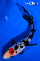 5.5" TANCHO SANKE BUTTERFLY