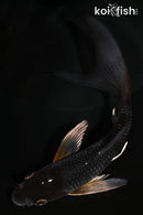 5.5" METALLIC OCHIBA SHIGURE BUTTTERFLY