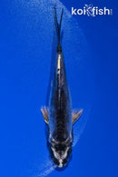 4" KIKOKURYU