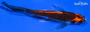 5.5" BENI GINGA BUTTERFLY