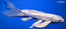 10.25" DOITSU LEMON HARIWAKE BUTTERFLY