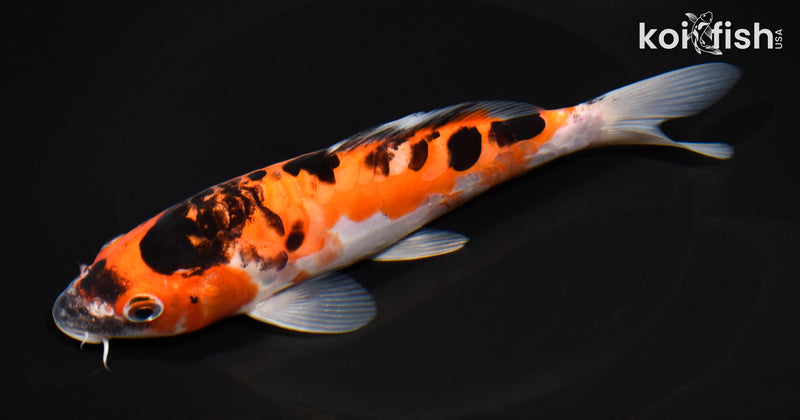 7.25" ARAGOKE BENI KUMONRYU