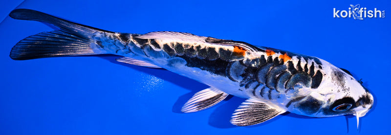 5.5" ARAGOKE BENI KIKOKURYU