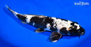 12.5" GIN SHIRO UTSURI