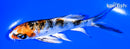 4.75" YAMATO NISHIKI BUTTERFLY