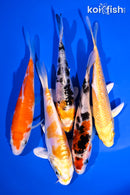 PACK OF (5) 4-5" STANDARD KOI