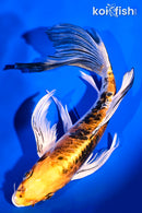 7.75" HEISEI NISHIKI BUTTERFLY