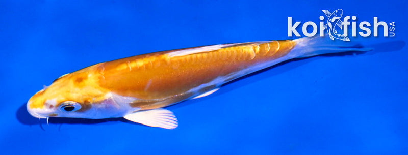 4.5" DOITSU LEMON HARIWAKE