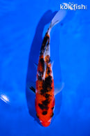 6.5" SANKE