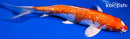 9.5" GINRIN HARIWAKE