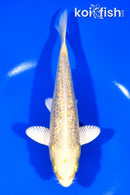 7" GINRIN YAMABUKI OGON