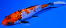 5.5" GINRIN SANKE