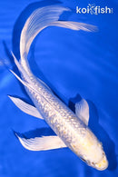 8.75" GINRIN LEMON HARIWAKE BUTTERFLY