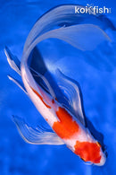 10.75" HARIWAKE BUTTERFLY