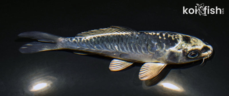 5.5" ARAGOKE KIKOKURYU