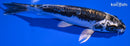 6.5" KIKOKURYU