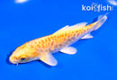 5" YAMABUKI OGON