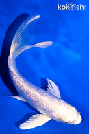5.5" GINRIN PLAINUM OGON BUTTERFLY