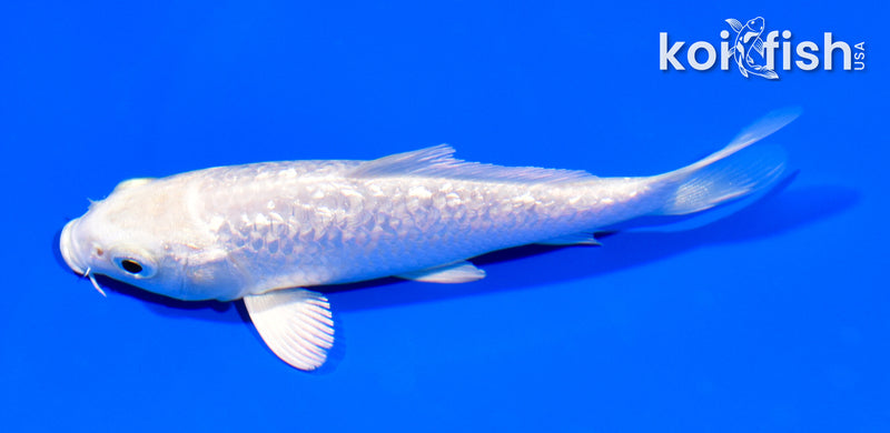 4.75" GINRIN PLATINUM OGON