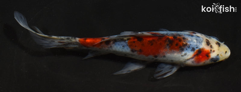 6.5" SHUBUNKIN GOLDFISH