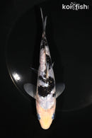 6" GINRIN SHIRO BEKKO